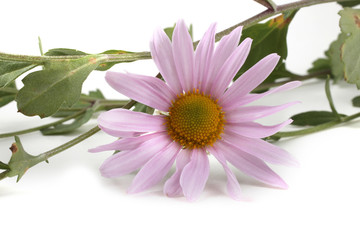 Chrysanthemum isolated on white