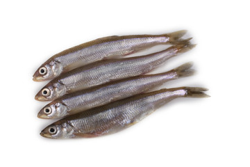 Smelt fish isolated on white