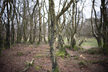 tree branches with intentional blur for drama