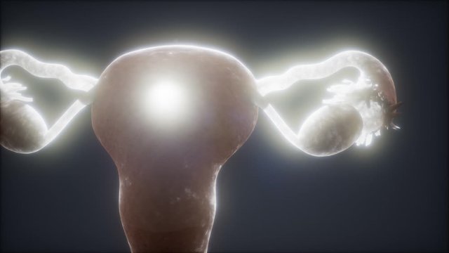 Female Reproductive System Anatomy animation