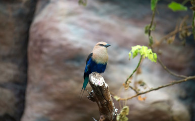 The Blue-bellied roller stands on the branch. The blue-bellied roller Coracias cyanogaster.