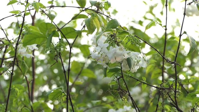 Wrightia religiosa Benth, White flower swaying in the wind 