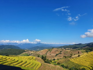 Golden yellow organic rice fields that are ready to harvest under the blue sky and white clouds. At Terraced rice fields Pa bong Pieng, Mae Chaem, Chiang Mai Province, Thailand