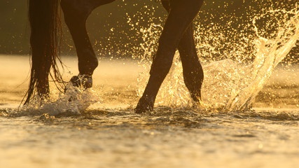 CLOSE UP: Big dark brown horse walking in the river and drinking