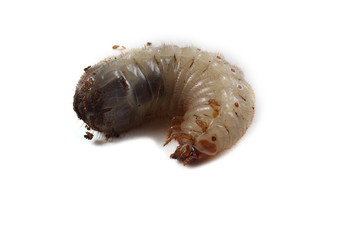Green rose chafer larva. Useful insect. Larvas improve soil (recycle organics)