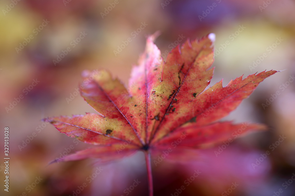 Sticker Autumn maple leaf and unfocused fallen leaves background. Abstract