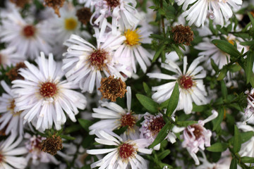 Fototapeta premium White chrysanthemums background