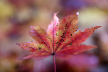 Autumn maple leaf and unfocused fallen leaves background. Abstract