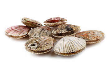 Scallops on white background