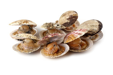 Opened scallops isolated on white
