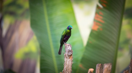 Emerald Starling in a eater artificial. This bird is also known as lamprotornis purpureus.