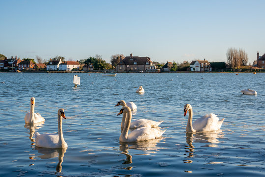 A Gathering of Mute Swans at Bosham