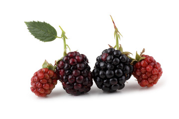 Blackberry and leaf