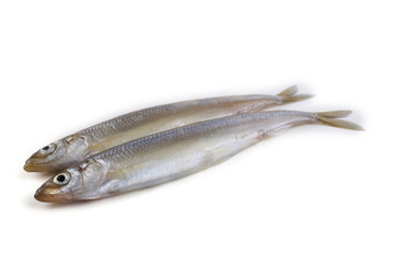 Smelt fishes isolated on white