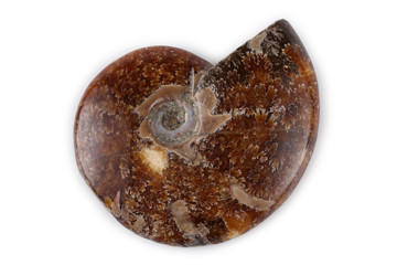 Ammonite isolated on white