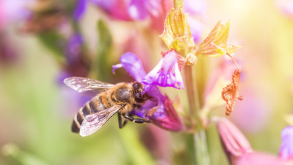 bee collects nectar Salvia pratensis, meadow clary or meadow sage purple flowers. Collection of herbs. Medicines from medicinal plants. concept Medicine