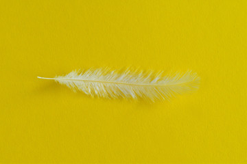 white feather on a bright yellow background