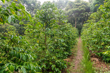 Coffee plants in Ethiopia