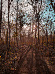 autumn in the forest