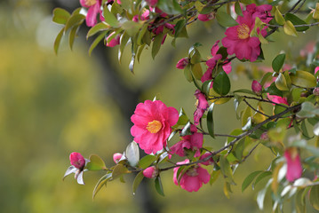 Pink flowers of camellia sasanqua