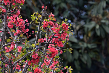 Red flower of Japanese quince