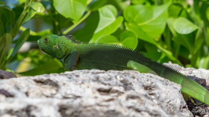 Green Iguana on the Key Biscayne Beach in Florida