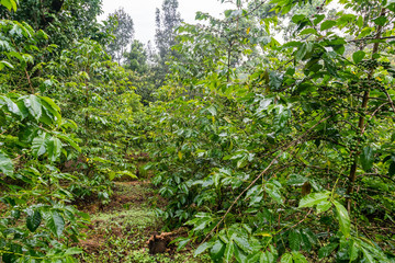 Coffee plants in Ethiopia