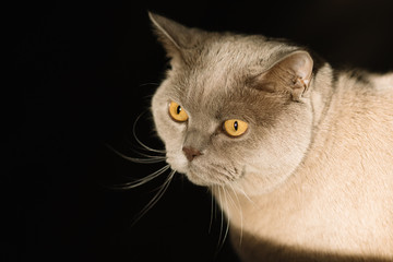 Scottish cat sitting dark background