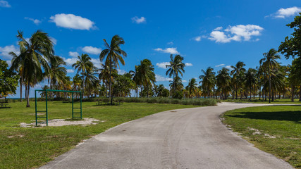 Fototapeta premium Key Biscayne Beach Palm trees near the sand road in Florida