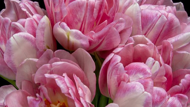 Beautiful Pink Tulip Flower background. Blooming roses flower open, time lapse, close-up. Wedding backdrop, Valentine's Day concept. Bouquet on black backdrop, closeup.