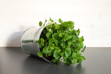 Lemon balm in pot still life