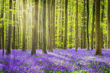 Haller Wald im Frühling mit Glockenblumenteppich. Halle, Bezirk Brüssel, Belgien