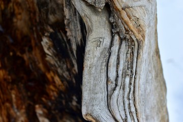 An old stump with a hollow and patterns on the trunk