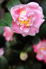 various camellia flowers