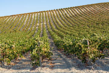 Landscape with famous sherry wine grape vineyards in Andalusia, Spain, sweet pedro ximenez or...