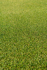 Background with well-kept green grass lawn on large golf course, green section