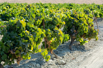 Fototapeta na wymiar Ripe white grape growing on special soil in Andalusia, Spain, sweet pedro ximenez or muscat, or palomino grape ready to harvest, used for production of jerez, sherry sweet and dry wines