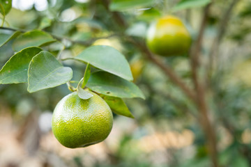 Tangerine on the tree in the garden.