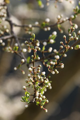 Reneclaude, Blüten