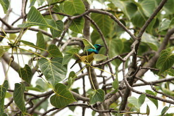 A collared Sunbird in Tanzania
