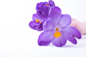 in front of the hand lies a small bouquet of crocus flowers