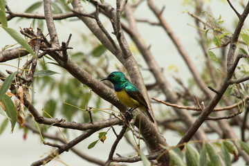 A collared Sunbird in Tanzania