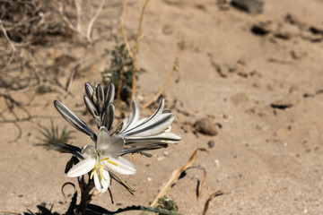 White desert lily, wildflower in Anza Borrego in southern California 