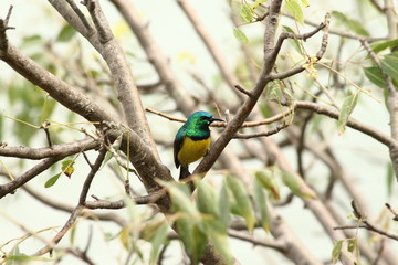 A collared Sunbird in Tanzania