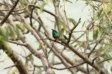 A collared Sunbird in Tanzania