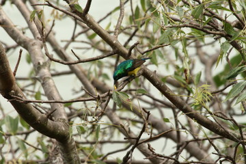 A collared Sunbird in Tanzania
