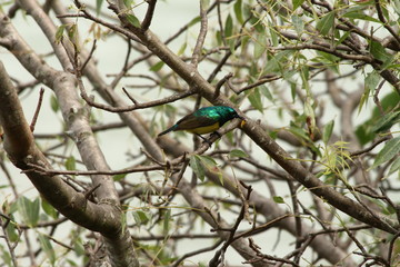 A collared Sunbird in Tanzania