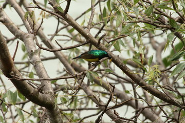 A collared Sunbird in Tanzania