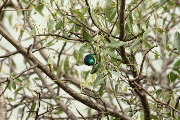 A collared Sunbird in Tanzania