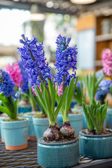 Flowering Hyacinthus orientalis King of the Blues in pots at the garden shop in spring time.